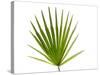 Palmito Dwarf Fan Palm Spain-Niall Benvie-Stretched Canvas