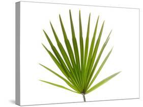 Palmito Dwarf Fan Palm Spain-Niall Benvie-Stretched Canvas