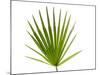 Palmito Dwarf Fan Palm Spain-Niall Benvie-Mounted Photographic Print