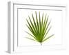 Palmito Dwarf Fan Palm Spain-Niall Benvie-Framed Photographic Print