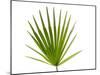 Palmito Dwarf Fan Palm Spain-Niall Benvie-Mounted Photographic Print