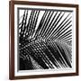 Palms 10 (detail)-Jamie Kingham-Framed Art Print