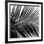 Palms 10 (detail)-Jamie Kingham-Framed Art Print