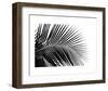Palms 10-Jamie Kingham-Framed Art Print