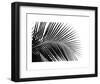 Palms 10-Jamie Kingham-Framed Art Print