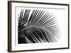 Palms 10-Jamie Kingham-Framed Art Print