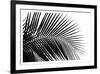 Palms 10-Jamie Kingham-Framed Art Print