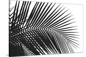 Palms 10-Jamie Kingham-Stretched Canvas