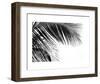 Palms 11-Jamie Kingham-Framed Art Print