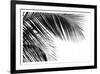 Palms 11-Jamie Kingham-Framed Art Print