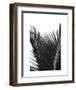 Palms 12-Jamie Kingham-Framed Art Print