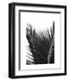 Palms 12-Jamie Kingham-Framed Art Print