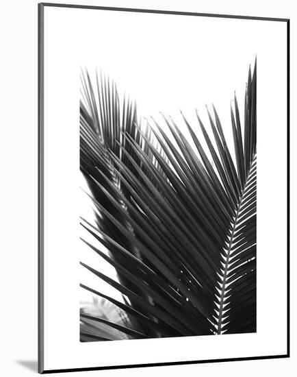 Palms 12-Jamie Kingham-Mounted Art Print