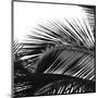 Palms 13 (detail)-Jamie Kingham-Mounted Giclee Print