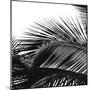 Palms 13 (detail)-Jamie Kingham-Mounted Giclee Print