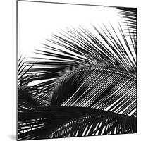 Palms 13 (detail)-Jamie Kingham-Mounted Giclee Print