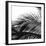 Palms 13 (detail)-Jamie Kingham-Framed Art Print