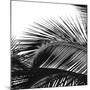 Palms 13 (detail)-Jamie Kingham-Mounted Art Print