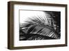 Palms 13-Jamie Kingham-Framed Art Print