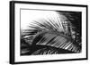 Palms 13-Jamie Kingham-Framed Art Print