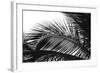 Palms 13-Jamie Kingham-Framed Art Print