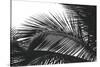 Palms 13-Jamie Kingham-Stretched Canvas