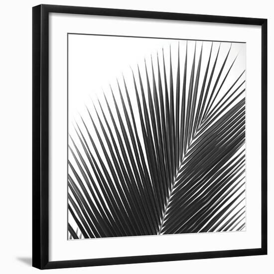 Palms 14 (detail)-Jamie Kingham-Framed Art Print