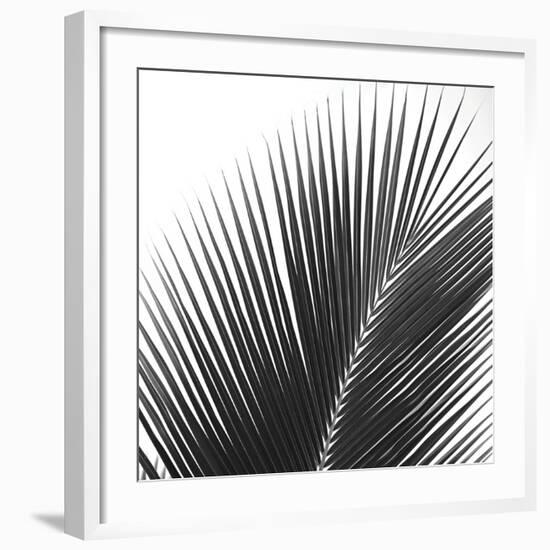 Palms 14 (detail)-Jamie Kingham-Framed Art Print