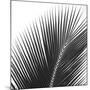 Palms 14 (detail)-Jamie Kingham-Mounted Art Print