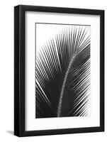 Palms 14-Jamie Kingham-Framed Art Print