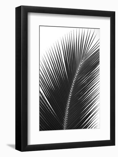 Palms 14-Jamie Kingham-Framed Art Print