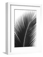 Palms 14-Jamie Kingham-Framed Art Print