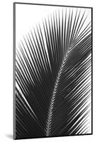Palms 14-Jamie Kingham-Mounted Art Print