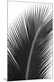 Palms 14-Jamie Kingham-Mounted Art Print