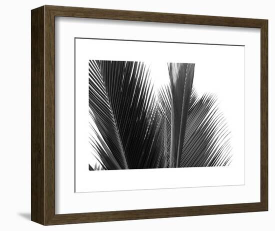 Palms 15-Jamie Kingham-Framed Art Print