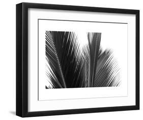 Palms 15-Jamie Kingham-Framed Art Print