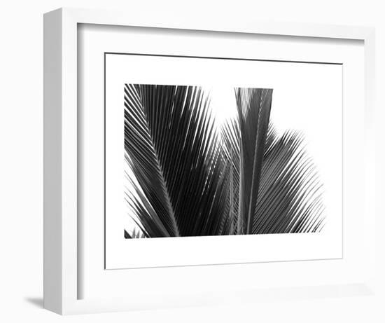 Palms 15-Jamie Kingham-Framed Art Print