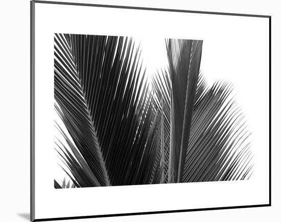 Palms 15-Jamie Kingham-Mounted Art Print