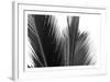 Palms 15-Jamie Kingham-Framed Art Print
