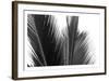 Palms 15-Jamie Kingham-Framed Art Print