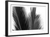 Palms 15-Jamie Kingham-Framed Art Print