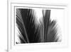 Palms 15-Jamie Kingham-Framed Art Print