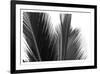 Palms 15-Jamie Kingham-Framed Art Print