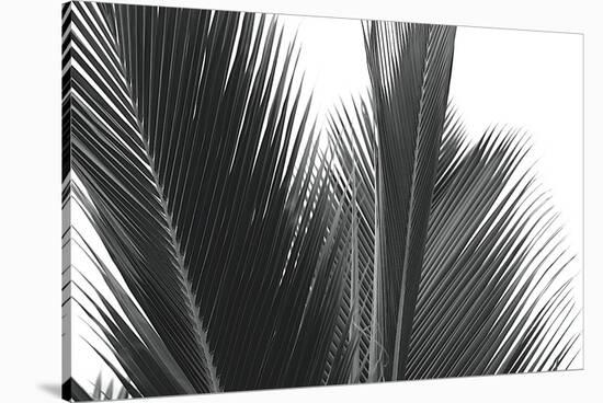 Palms 15-Jamie Kingham-Stretched Canvas