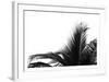 Palms 2-Jamie Kingham-Framed Art Print