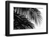 Palms 3-Jamie Kingham-Framed Giclee Print