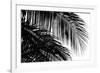 Palms 3-Jamie Kingham-Framed Giclee Print