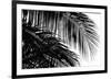 Palms 3-Jamie Kingham-Framed Giclee Print