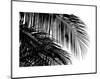 Palms 3-Jamie Kingham-Mounted Art Print