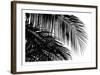 Palms 3-Jamie Kingham-Framed Art Print